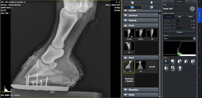 Software VXvue Vieworks Radiologia Veterinaria Equini e animali piccole dimensioni